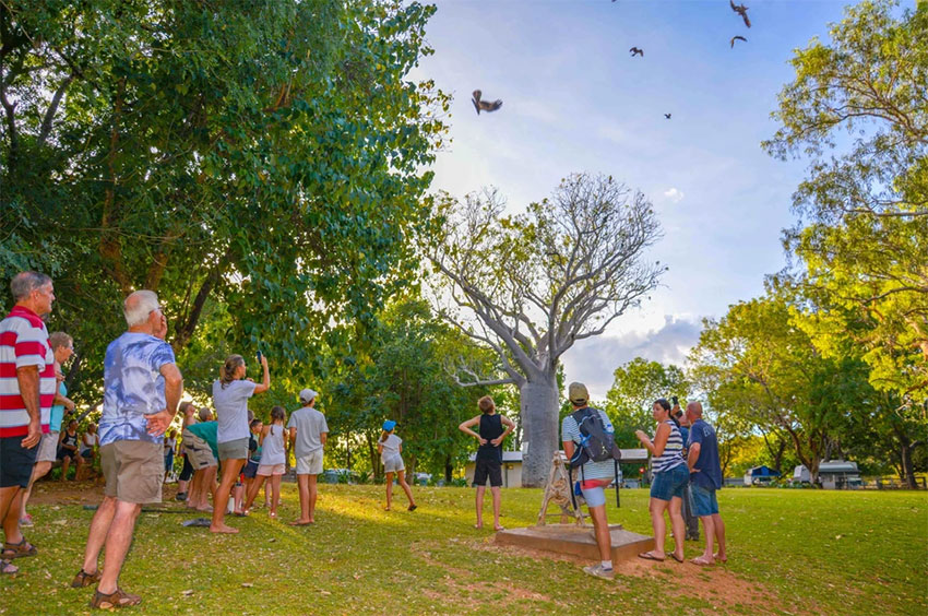 Kite-Feeding